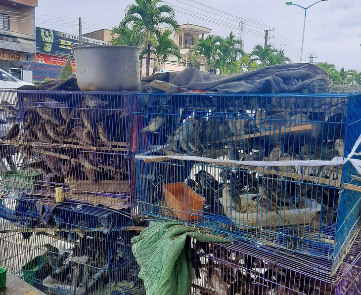 Chim hoang dã rao bán tràn lan trên mạng- Ảnh 1. Chim phóng sinh được bày bán tràn lan dễ có các mầm bệnh - Ảnh: MINH CHIẾN